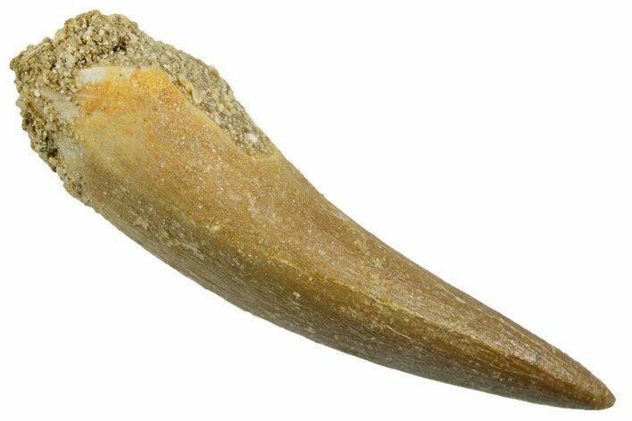 Fossil Plesiosaur (Zarafasaura) Tooth - Morocco #369747